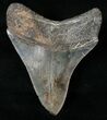 Beautifully Serrated Megalodon Tooth - Georgia #16016-2